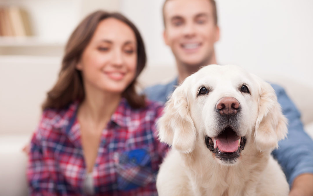 Managing Indoor Air Quality in a Pet-Friendly Home