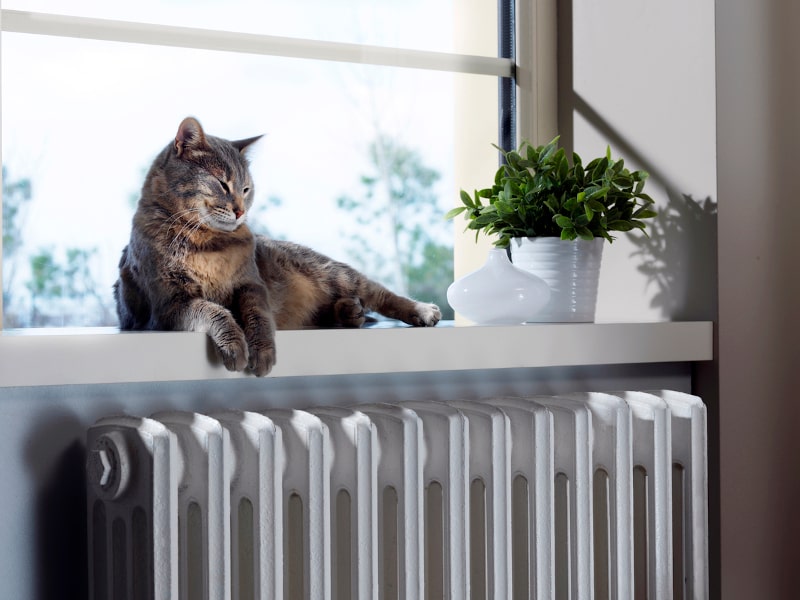 HVAC Maintenance for Pet Owners in Lake Mary, FL